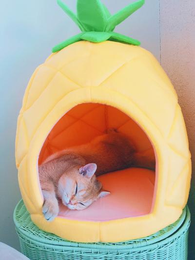 Chewy pineapple outlet bed