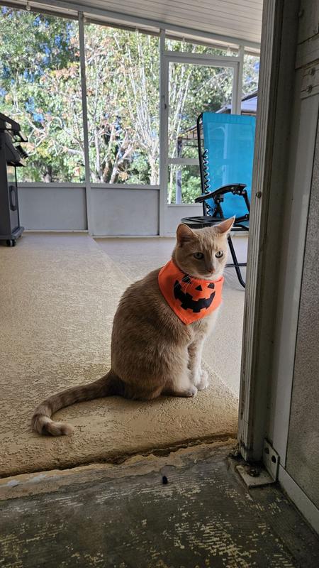 Ozzy in his jack o'lantern scarf. Halloween 2024