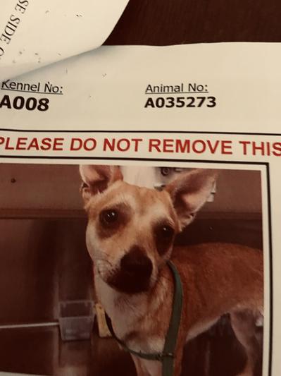 Before adoption