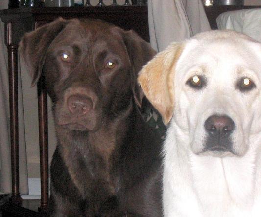 My fur babies!