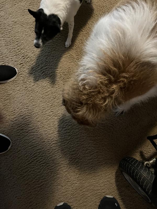 All three dogs happily eating their supplements! Excuse my floors, we’re doing a remodel.
