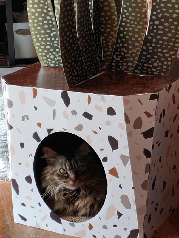 Boujie enjoying the new cat house!