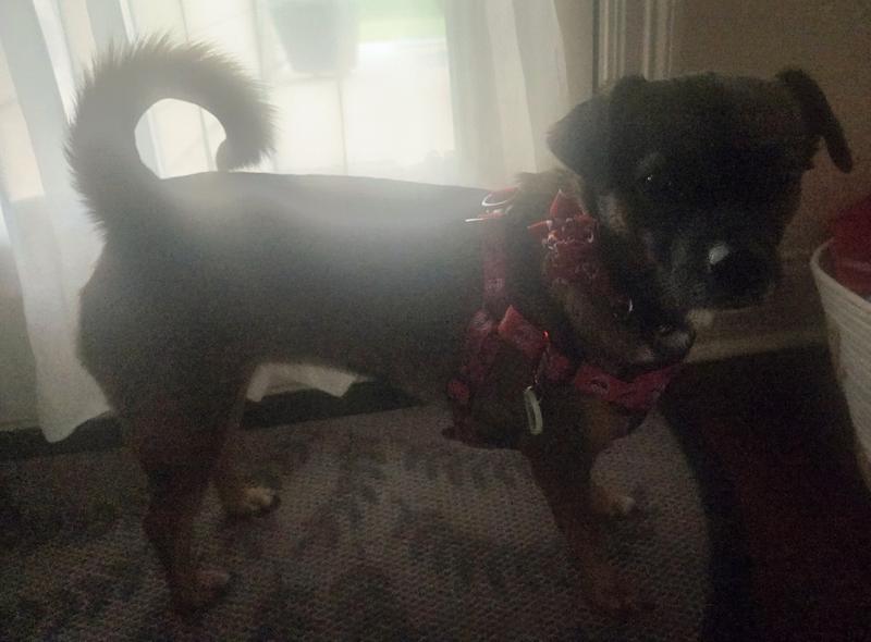 Use as a harness tag- no jingle