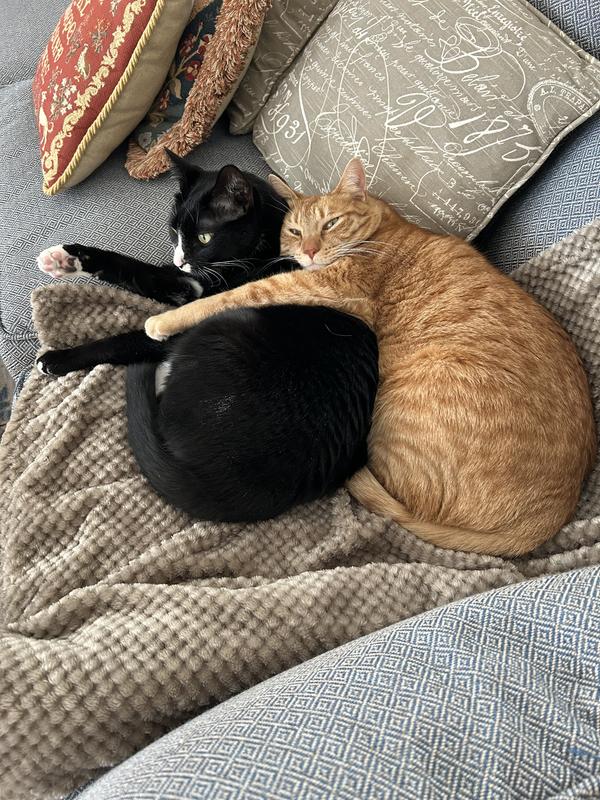 Our 2 rescues from the local humane association,Pete and Huckle.