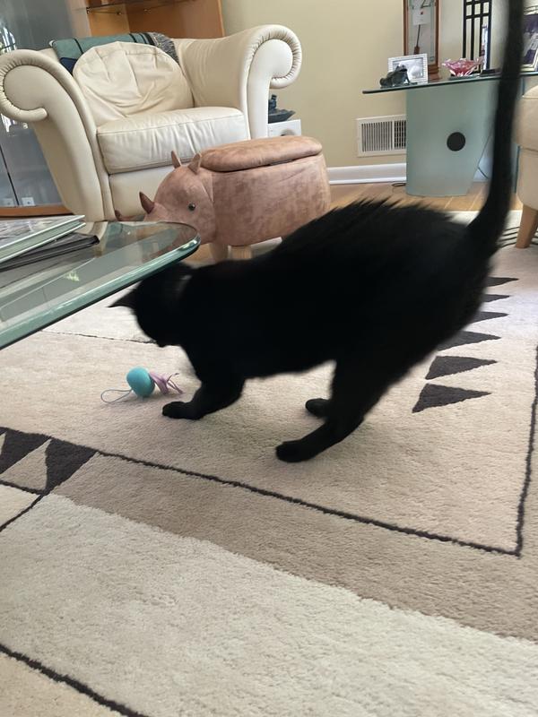 Cat Humphrey attacking the evil jellyfish