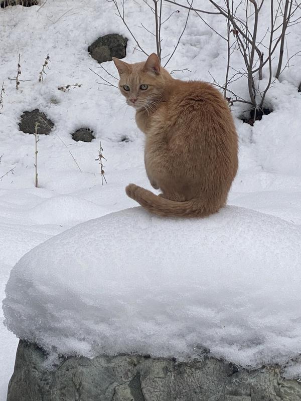 Dune dreaming of rabbit stew.