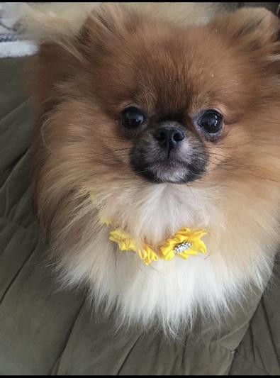 SunflowerandHeyleigh