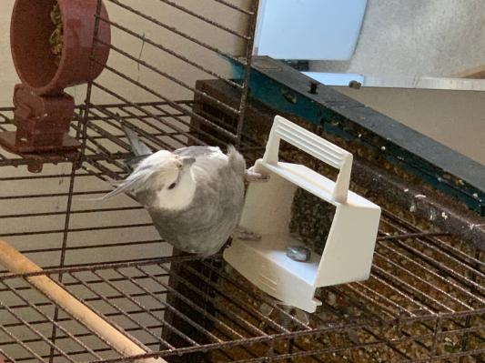 Baby Gray loving her calcium grit