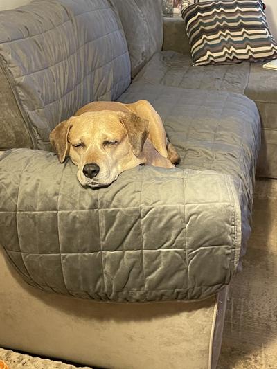 Not even a minute after I placed the cover on my sofa