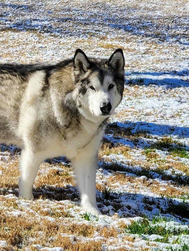 Still in top form at age 10