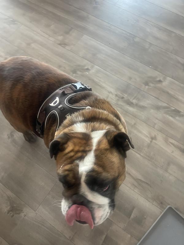 Archie is tentatively loving it.