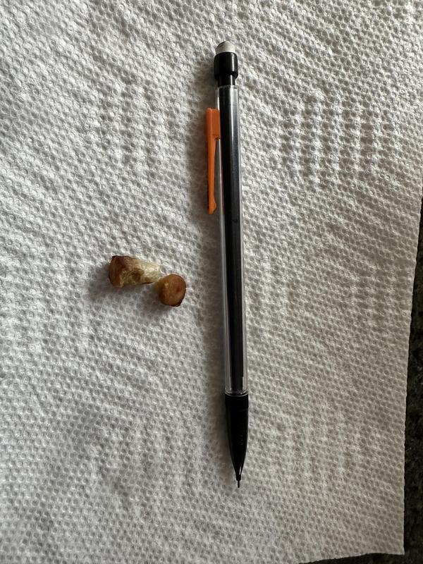Vomited pieces with a pencil for scale