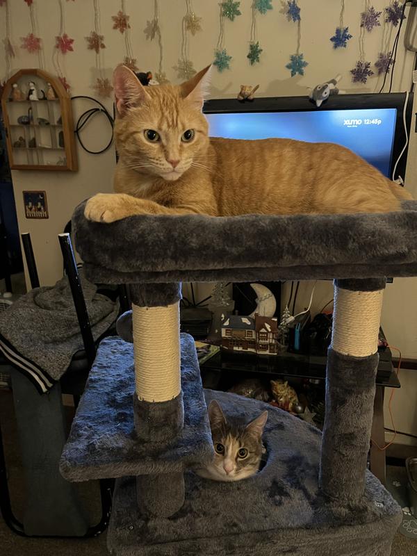 Kimchi chills on the bed while Amaya explores the condo