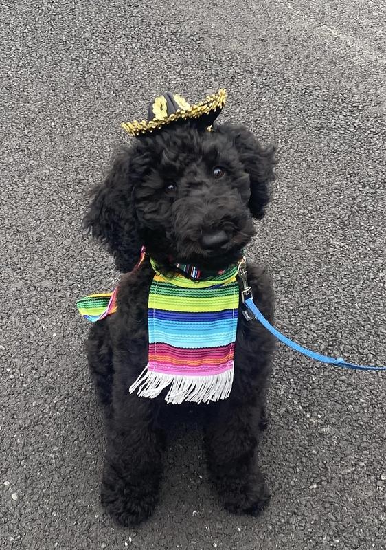 Bruno looked so cute and got so many compliments!