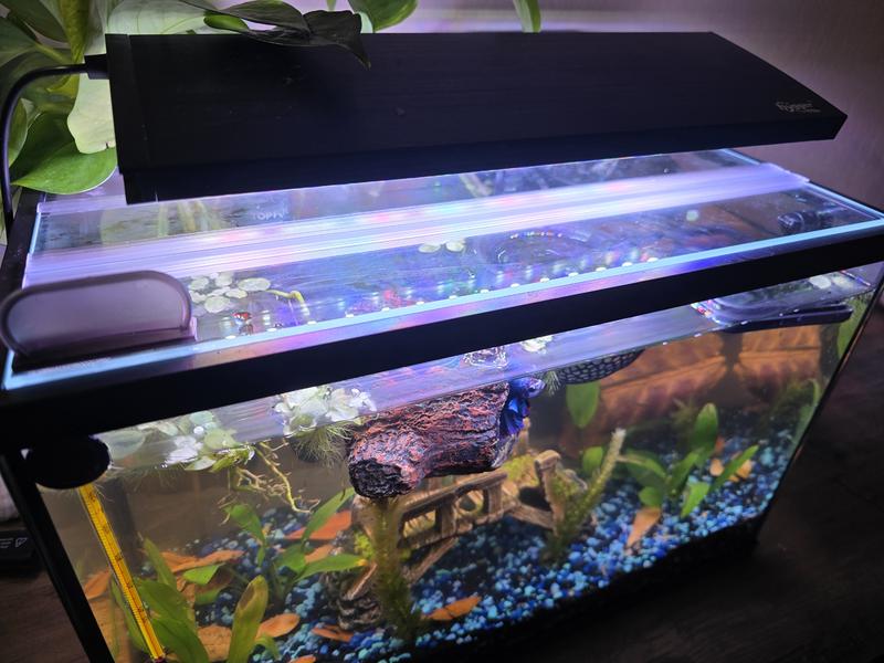 H2PRO Glass Canopy Aquarium Fish Tank Cover, 24-in - Chewy.com
