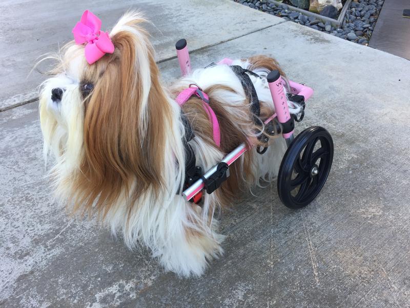 Tashi with her wheels on