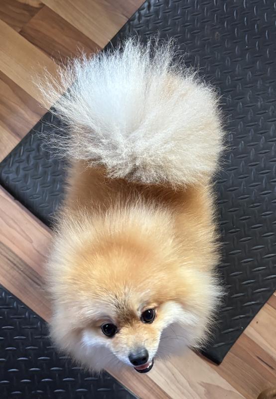 Tommy Too Cute and his White fluffy Coat