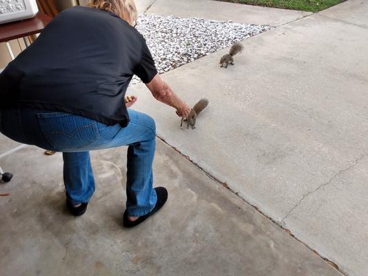 Squirrel's taking peanut from my hand..