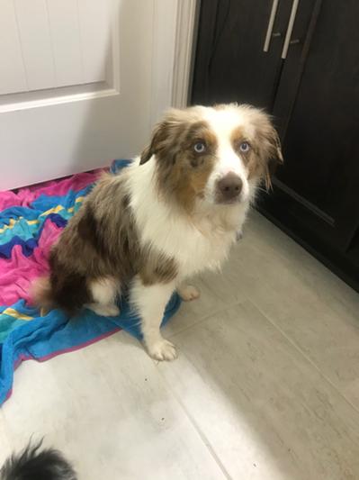 Kye, almost 3 year old Mini Aussie