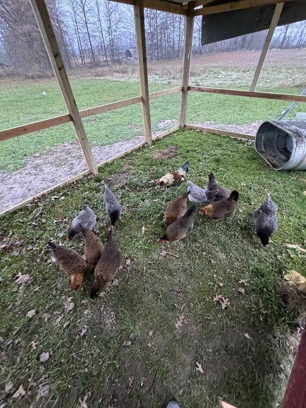 Got to work on those treats immediately