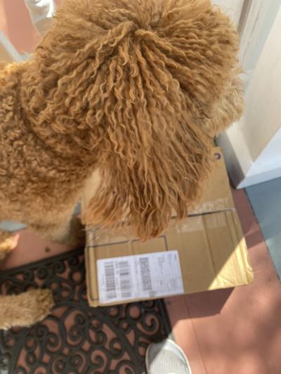 Chewy came chewy came