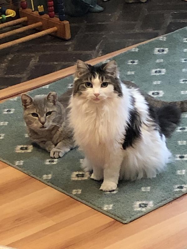 Missy is my white and black kitty. The gray tabby is her friend, Gordon.