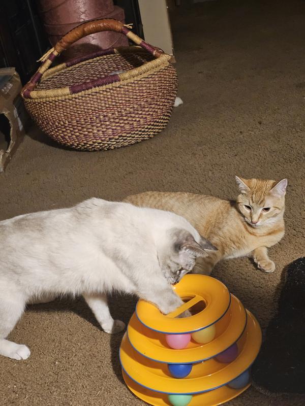 Put catnip down the center lol