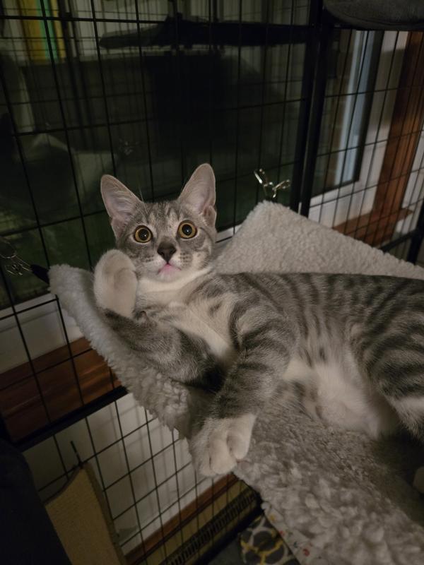 Turbo resting in his hammock