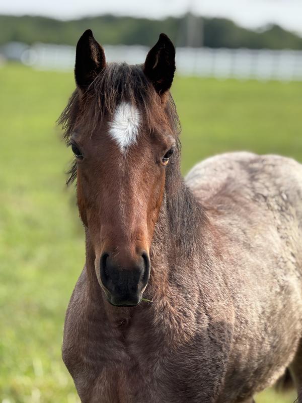 Birdie’s daughter Nova