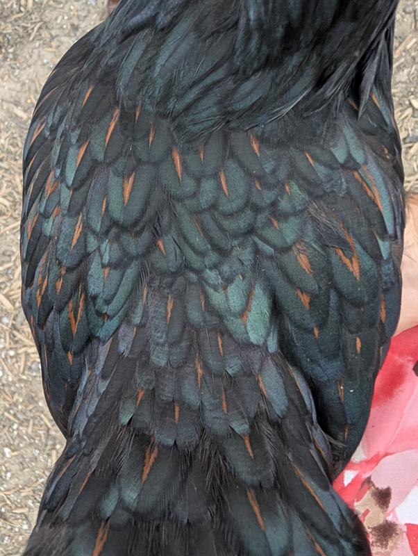 Barnevelder chick's iridescent feathers