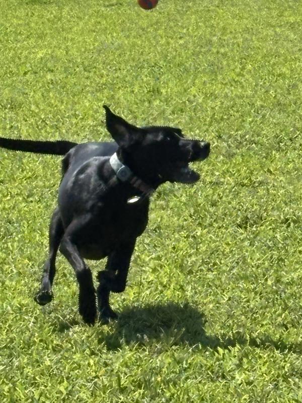 Pepper running for the ball