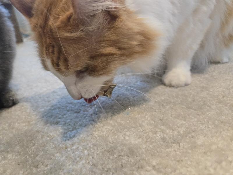 Having passed the sniff test, Parker chows down