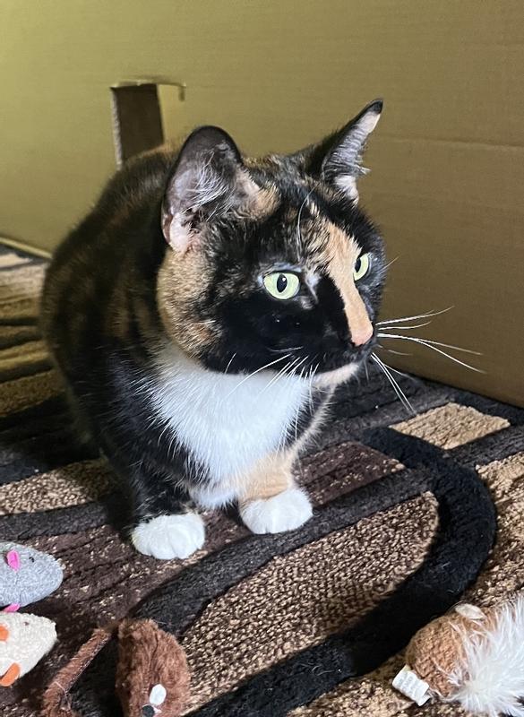 Marble Girl ♥️ Chewy.