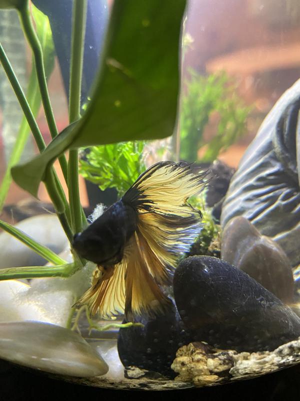 It makes fish appear larger