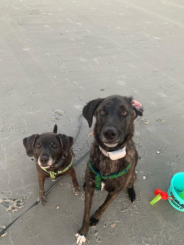 PATPET P680 Lightweight Remote Dog Training Collar, Black, 2 count