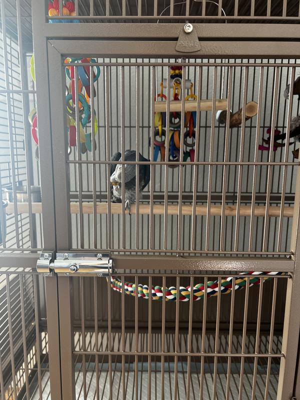 Plenty of room to move and play when he’s in his cage.