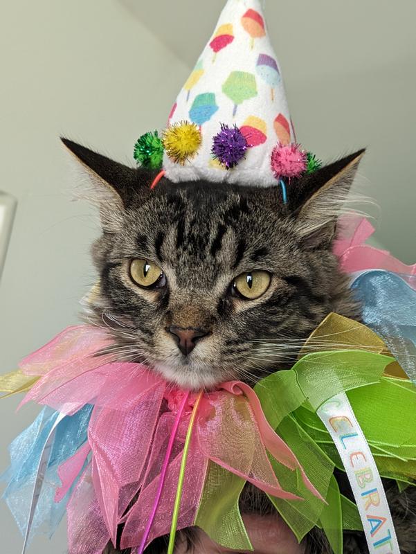 Frisco Cupcake Party Hat & Ruffle Collar Cat Birthday Accessory