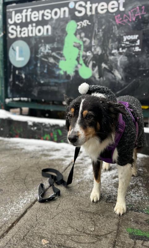 So Adorable Woof Woof