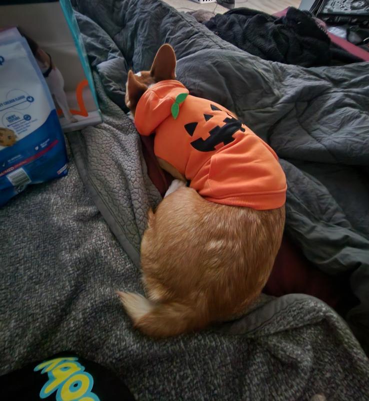 Frisco Jack O' Lantern Dog & Cat PJ