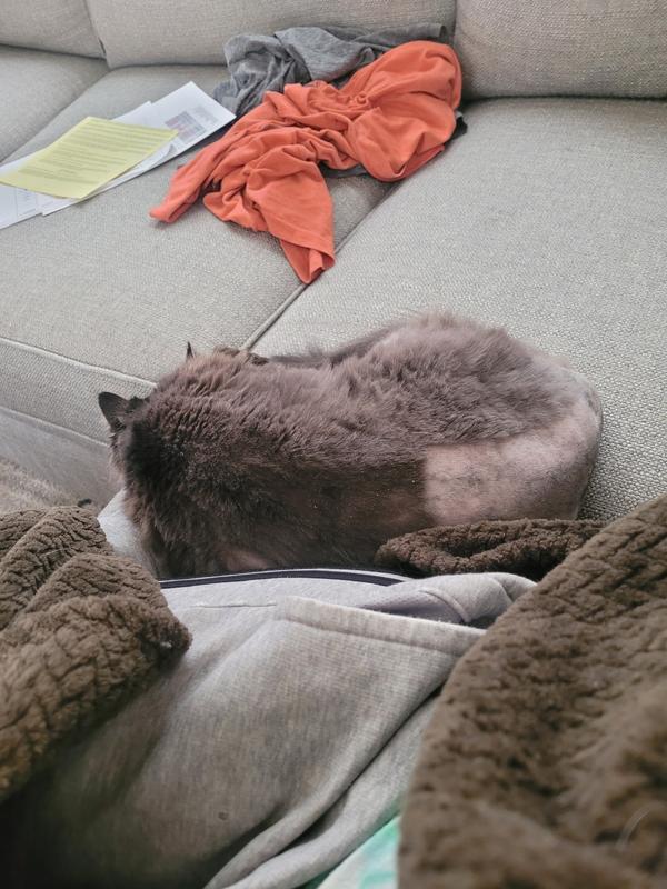 old cat with a shave