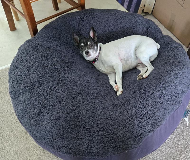 Sparky chillin on the new bed