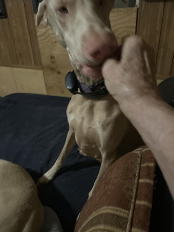 Drisana snaps it right up.