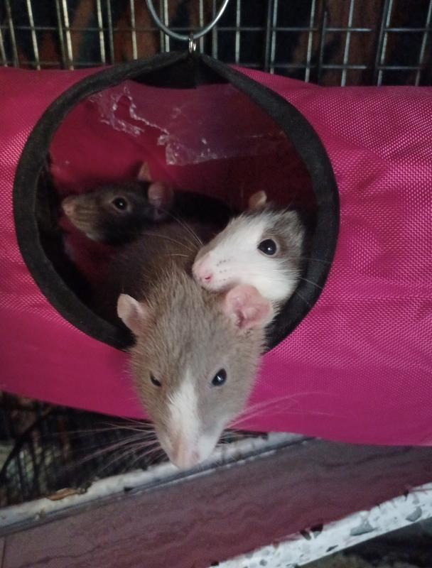 This is Pika, Yazu, and Chigu checking things out from the tube.
