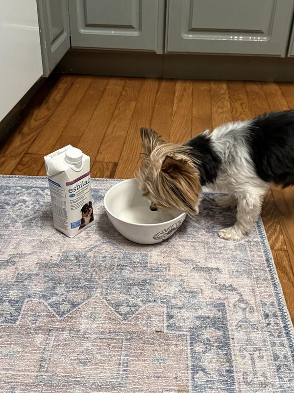 Calorie boost for a spoiled girl.