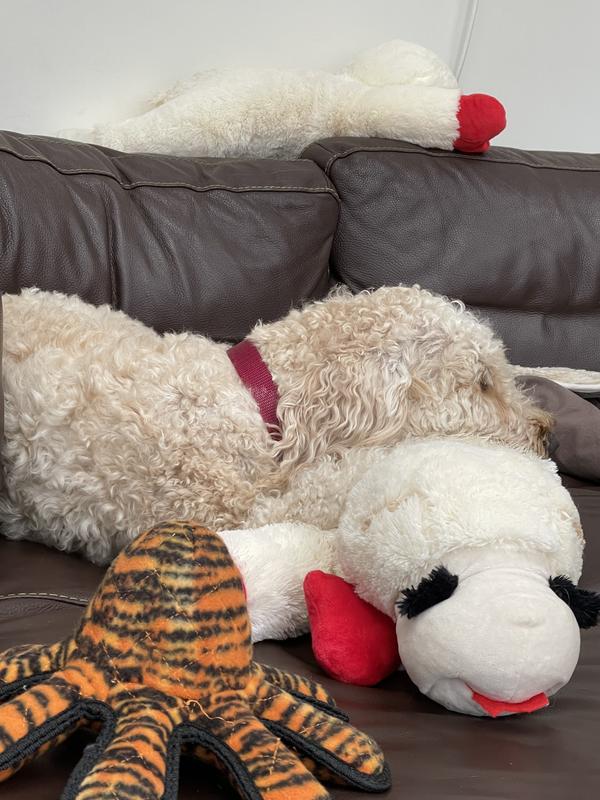 Loving his Lambie!
