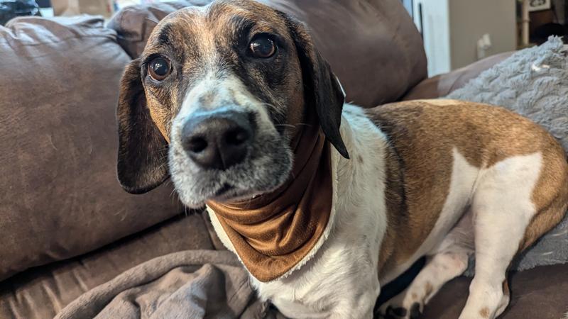 The outter fabric is a velvety brown