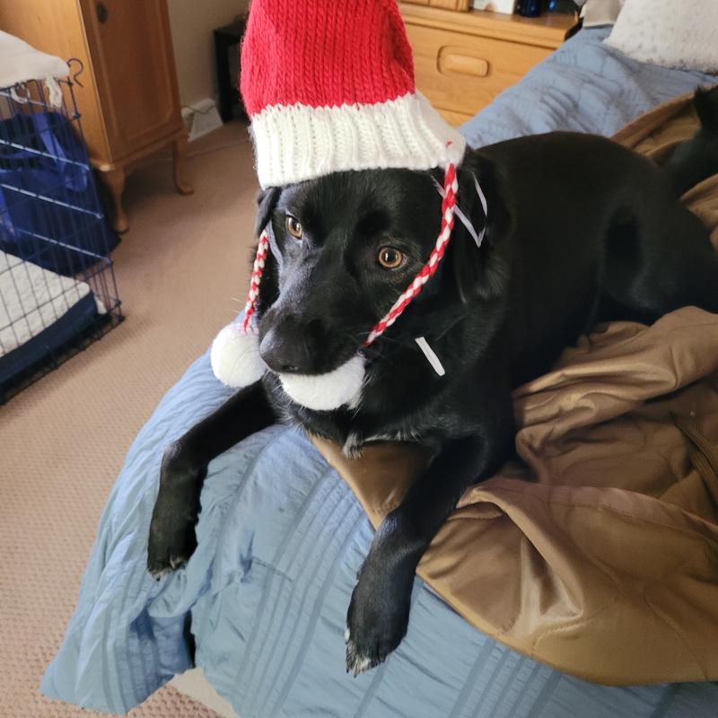 Frisco Chunky Knit Santa Dog & Cat Hat