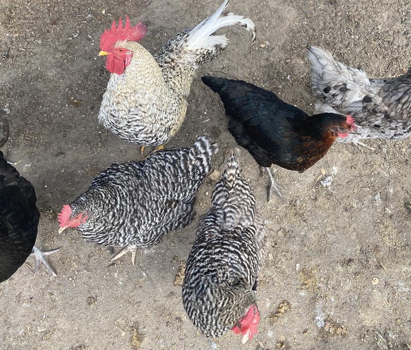 Just a few from my flock