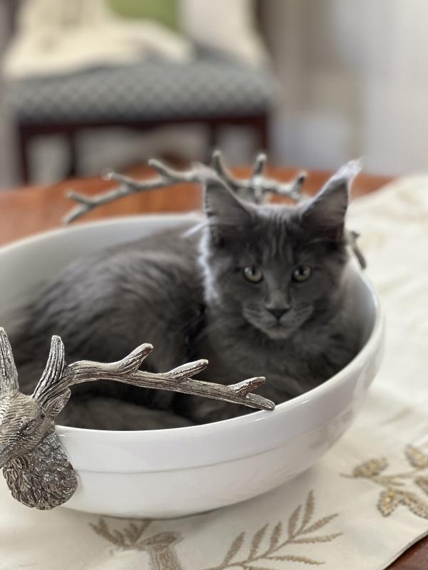 Full tummy! Happy kitten💕