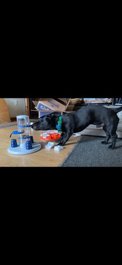 TRIXIE Gambling Tower Activity for Dogs (Level 1) - Blue/White